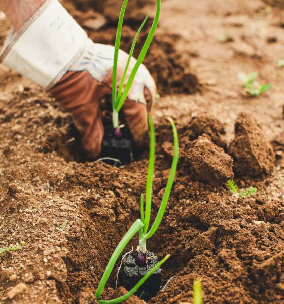 De la agricultura al cuidado de hogares y jardines